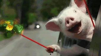 逗比吃瓜群众,揭秘娱乐圈那些逗趣幕后故事