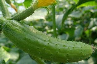 瓜焦怎么吃最好,这样吃最营养！