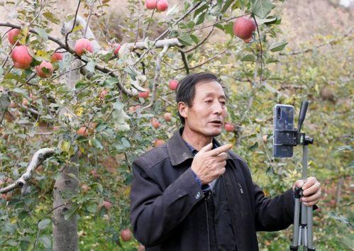 农民直播不停吃瓜视频,农民伯伯的田间美食秀