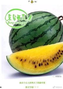 吃瓜最快世界纪录,挑战极限！瓜界速度达人刷新吃瓜最快世界纪录