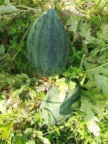 隔壁村吃瓜,一窥乡村生活百态