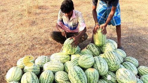 梦见摘双瓜吃瓜果,摘双瓜吃瓜果的奇幻之旅