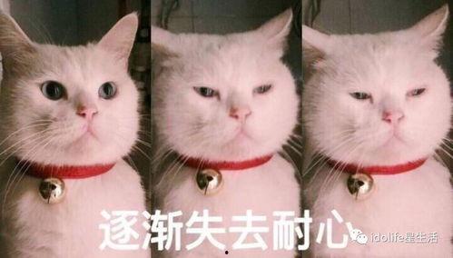吃瓜搞笑猫咪图片,猫咪吃瓜表情包大盘点
