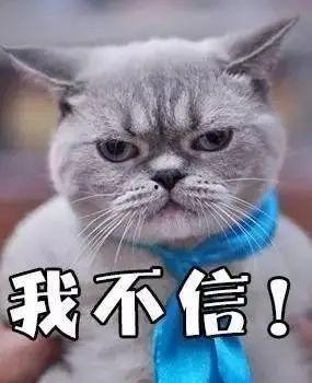 吃瓜搞笑猫咪图片,猫咪吃瓜表情包大盘点