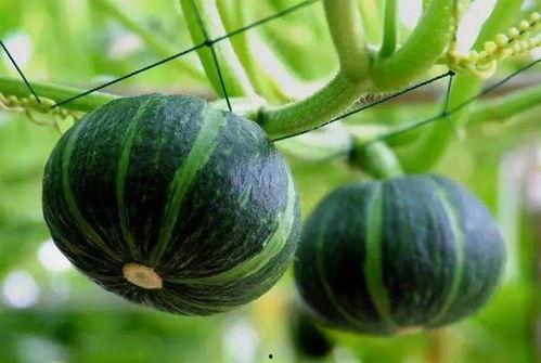 晨曦瓜在哪吃,探寻美食之源，揭秘最佳品尝地