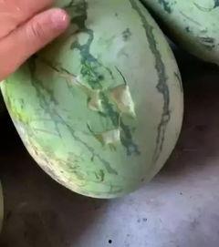 小崽吃瓜,揭秘娱乐圈那些不为人知的幕后故事