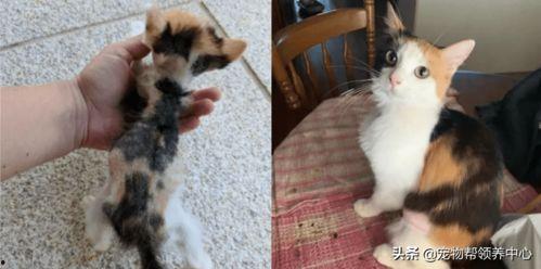 狗血吃瓜黄毛后续,真相大白，反转再反转