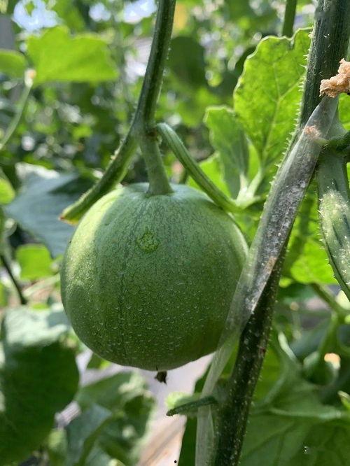 春禾吃瓜,揭秘娱乐圈的甜蜜与苦涩