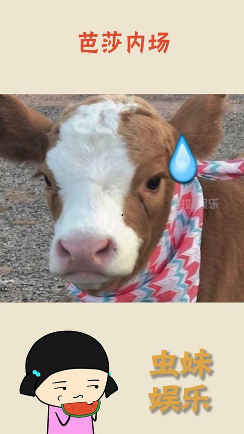 抖音最新吃瓜群,揭秘娱乐圈最新热点事件