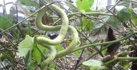 哪里吃蛇瓜,从田间到餐桌的味蕾冒险