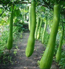 爱砍吃瓜,揭秘网络热议背后的真相与趣味