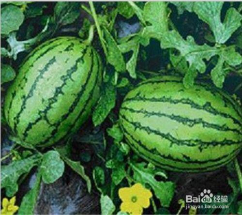 tg网红吃瓜频道,带你领略娱乐圈幕后风云