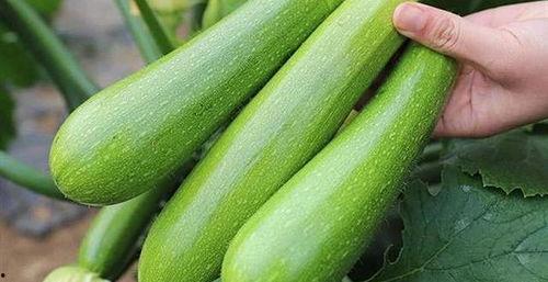 笋瓜99 吃瓜地址,揭秘神秘吃瓜地址背后的故事