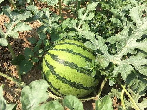 吃瓜特别干净,揭秘吃瓜特别干净的秘密