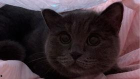 带你吃瓜小企鹅,带你领略“带你吃瓜小企鹅”的独特魅力