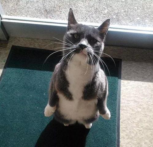 带你吃瓜小企鹅,带你领略“带你吃瓜小企鹅”的独特魅力